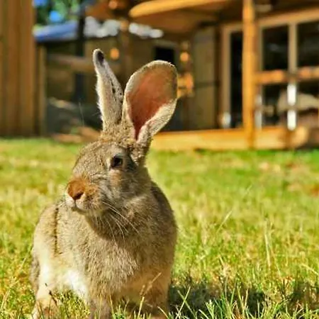 4 Etoiles - Piscine - Ef0cca *